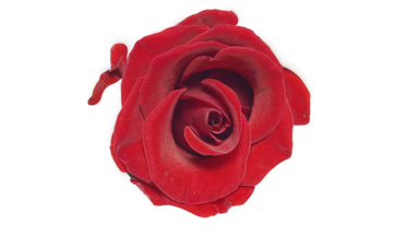 Red rose flower is drowning in milk