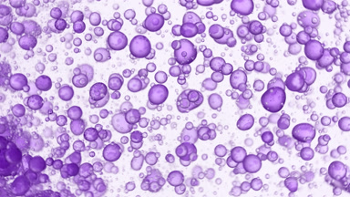 A lot of violet clear bubbles moving in circles in clear fluid