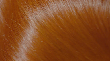 Shiny ginger hair being shake making slow motion waves