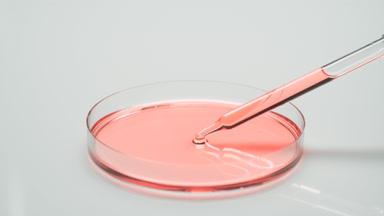 Long dropper drains rose oil into Petri dish and takes it back