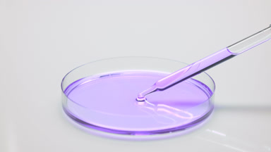 Long dropper drains purple oil into Petri dish and takes it back