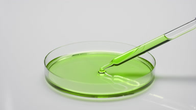 Long dropper drains green oil into Petri dish and takes it back