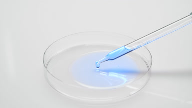Dropper drips blue tansy oil into Petri dish on grey background