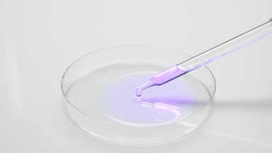 Dropper drips acai extract into Petri dish on grey background