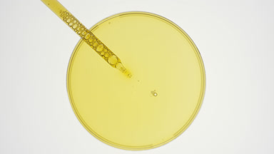 Dropper takes yellow liquid from watch glass on grey background