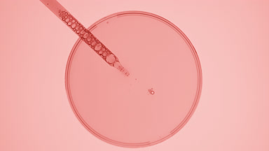 Dropper takes pink liquid from watch glass on pink background
