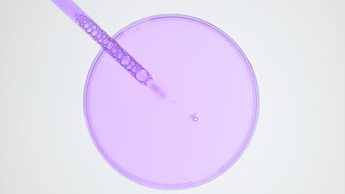 Dropper takes violet liquid from watch glass on grey background