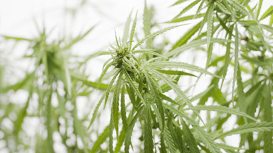 Extreme close-up crane shot of hemp plants on white background