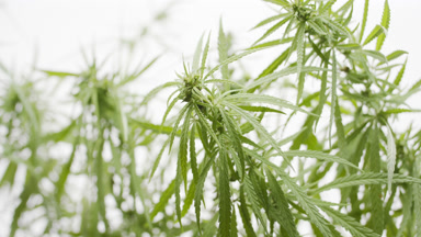 Extreme close-up of cannabis sativa plants on white background