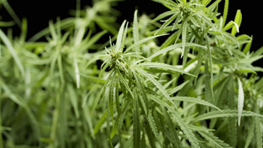 Extreme close-up jib shot of hemp plants on black background
