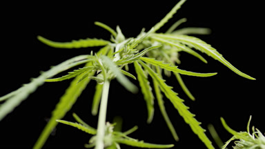 Macro of hemp plant stem with wobbling leaf on black background