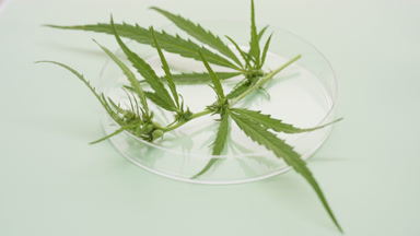 Turntable of hemp sprig lying in Petri dish on green background