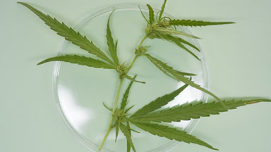 Top view of hemp sprig lying in Petri dish on green background