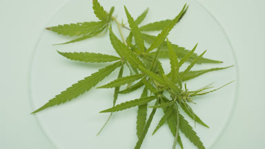 Hemp sprig lying on watch glass round on pale green background
