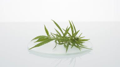 Hemp sprig lying on watch glass round on white background