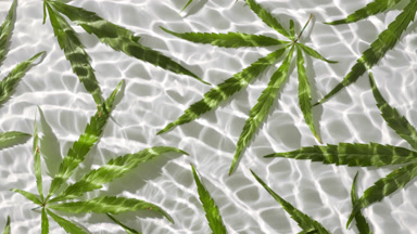 Macro of rippling water on white background with hemp leaves