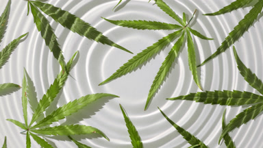 Drop falls creating circles on white background with hemp leaves