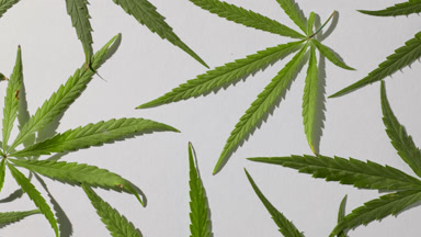 Top view turntable shot of hemp leaves lying on white background