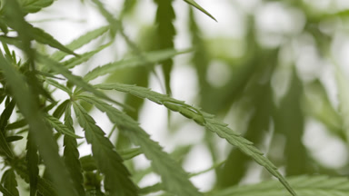 Water drop falls down on leaf of hemp plant on white background