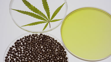 Extreme close-up of hemp seeds, oil and leaf in Petri dishes
