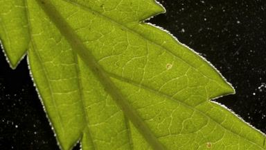 Macro shot of leaf of hemp plant on black background