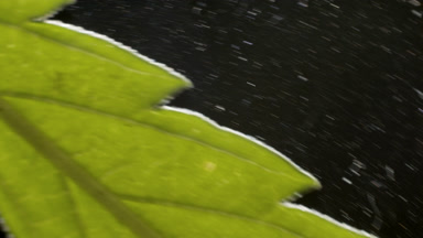 Detail shot of leaf of hemp plant on black background