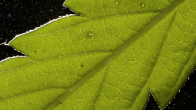 Macro shot of leaf of cannabis sativa plant on black background