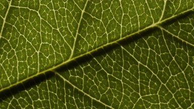 Macro shot of leaf of hemp plant