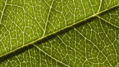 Detail shot of pinnate venation of hemp plant leaf