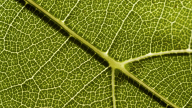 Macro shot of pinnate venation of cannabis sativa plant leaf