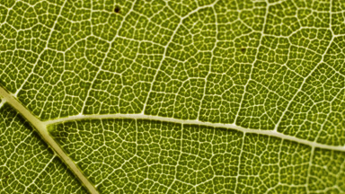Macro shot of pinnate venation of plant leaf