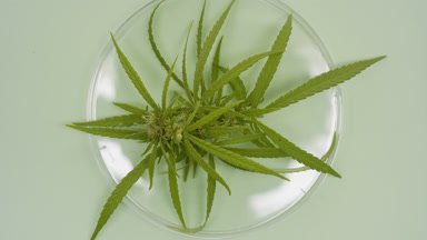 Top view of hemp sprig in Petri dish on pale green background
