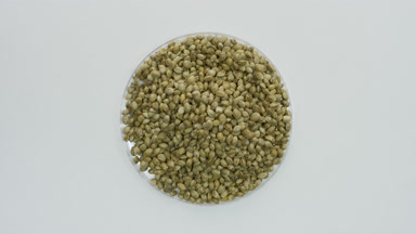 Big close-up of hemp seeds in Petri dish on grey background