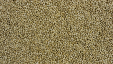 Top view extreme close-up turntable shot of hemp seeds