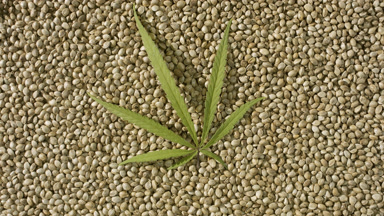 Extreme close-up turntable of hemp leaf on hemp seeds background