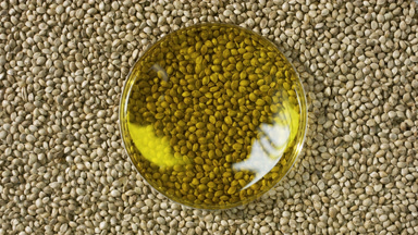 Top view of hemp oil in Petri dish on hemp seeds background