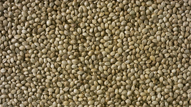 Top view macro turntable shot of hemp seeds