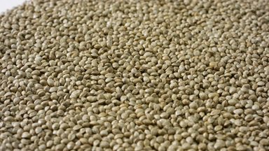 Side view macro turntable shot of hemp seeds