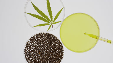 Dropper drips oil in Petri dish near hemp seeds, leaf in another