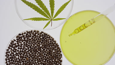 Dropper takes oil in Petri dish near hemp seeds, leaf in another
