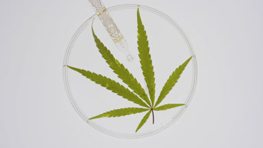 Lab dropper takes water from Petri dish with hemp leaf