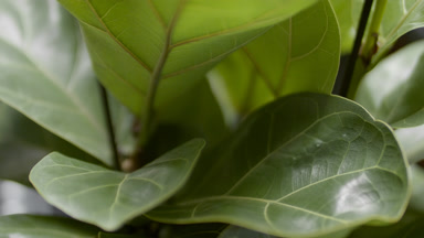Extreme close-up crane shot of fiddle-leaf fig plant