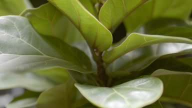 Extreme close-up jib shot of fiddle-leaf fig plant