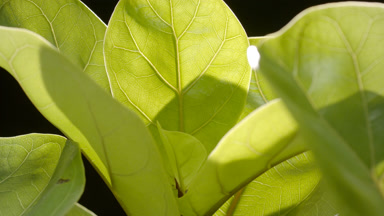 Shot of well-lit fiddle-leaf fig leaves on black background