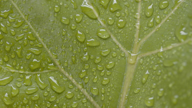 Macro crane shot of multiple water drops on ficus lyrata leaf