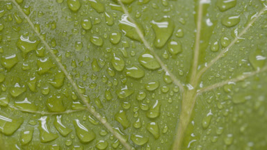 Water drops moving on ficus lyrata leaf flows down on its veins