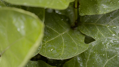 Tropical rain falls down on fiddle-leaf fig plant making it wet