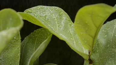 Shot of spraying of ficus lyrata plant on black background