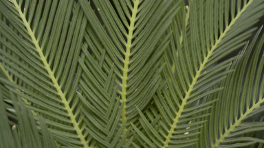 Extreme close-up turntable shot of cycas revoluta plant leaves