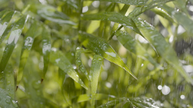 Tropical rain falls down on neanthe bella palm plant in sunlight